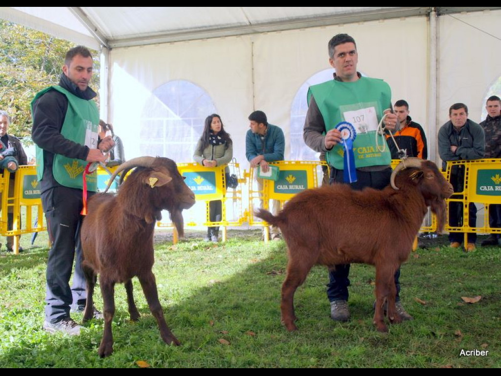 Campeón Joven Nacional ARES (José Manuel Vallina) - Subcampeón PRINCIPE (Inmacul