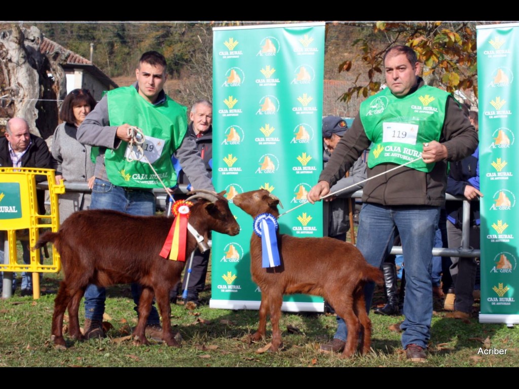 Campeona Joven Nacional - Pitufa de los Fuellos - Subcampeona Dora de los Fuello