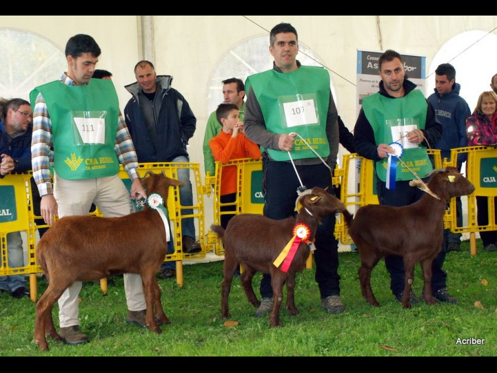 Sección 1 Cabritas - 1º LARINA (Inmaculada Pérez) - 2º BAMBINA (José M. Vallina)