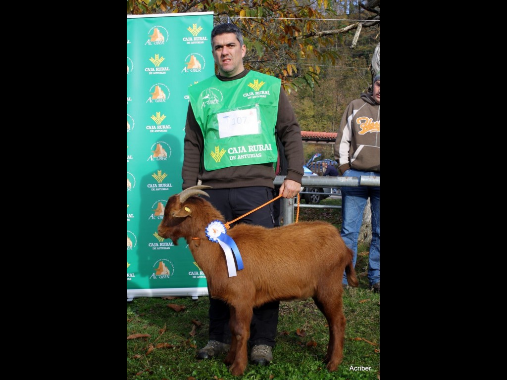 Sección 2ª Cabritos - 2º puesto Rubio de la Boquetina (Inmaculada Pérez Alvarez)