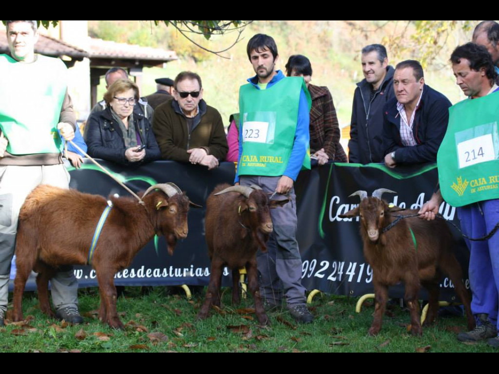 Sección 2 Cabritos - 1º MORI (José Angel Moriñigo) - 2º PRINCIPE (Inmaculada Alv