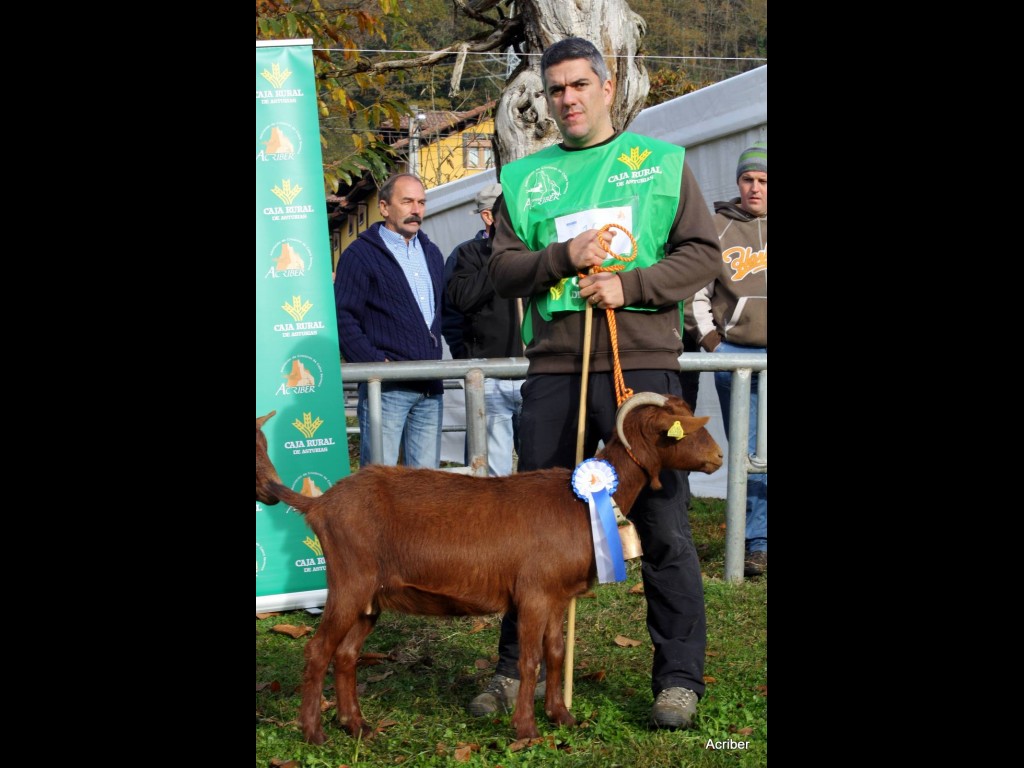 Sección 3ª Igüedas - 2º puesto Llarina de la Boquetina (Inmaculada Pérez Alvarez