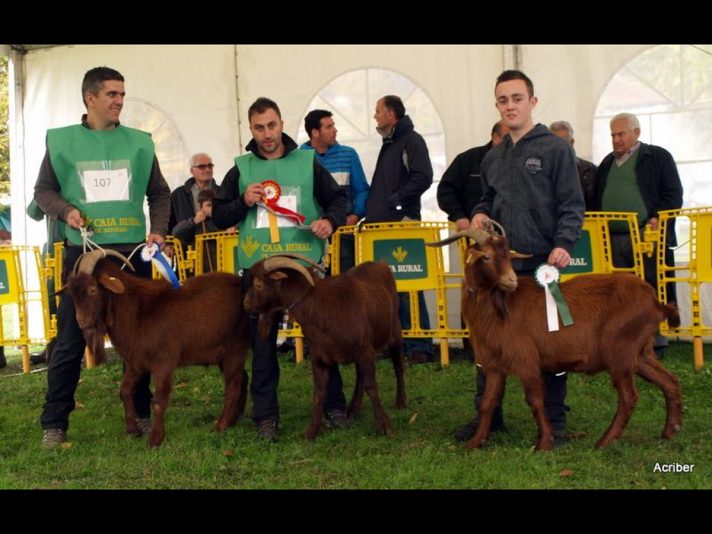 Sección 4 Igüedos - 1º ARES (José M. Vallina) - 2º PRINCIPE (Inmaculada Pérez) -