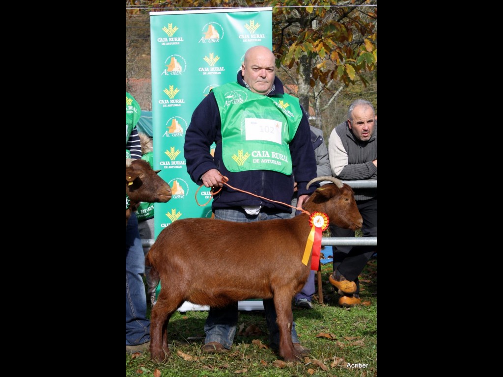 Sección 5ª Cabra Int. - 1º puesto Campeta Valle Roncadas (Angel Fernández Muñiz)