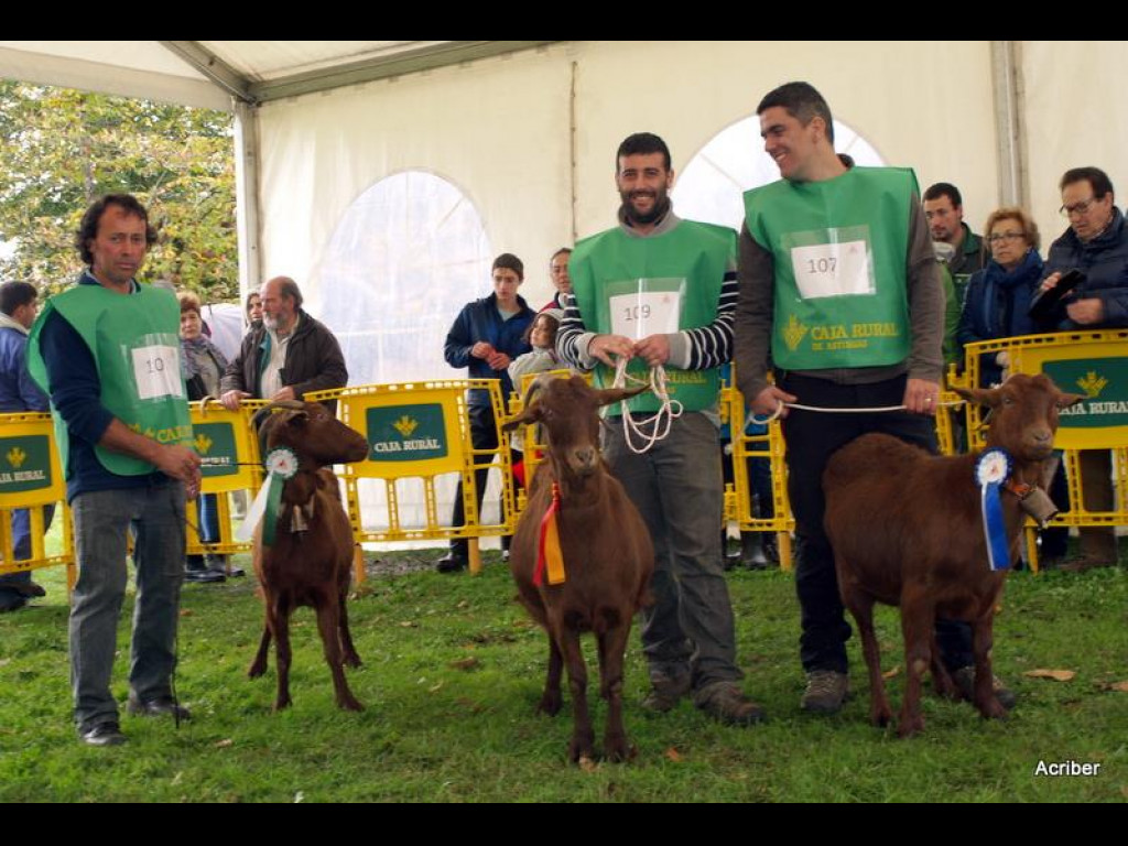 Sección 5 Cabra Intermedia - 1º BRUJA (Jesús Alvarez) - 2º TABIERNA (Inmaculada 