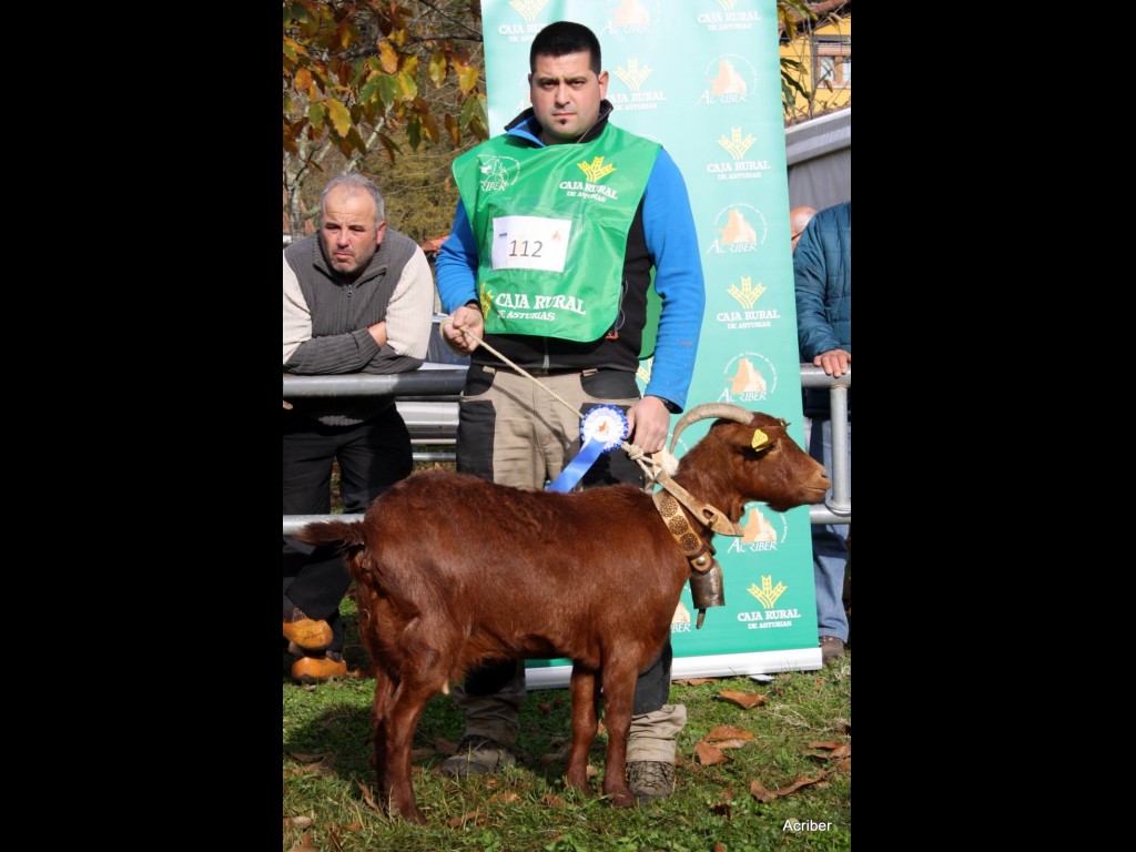 Sección 5ª Cabra Int. - 3º puesto Pekeña (José Manuel Vallina Valdés)