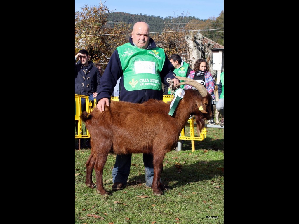 Sección 6ª Castrón Int. - 3º puesto Rayau Valle Roncadas (Angel Fernández Muñiz)