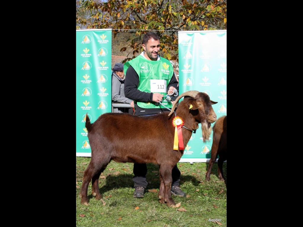 Sección 6ª Castrón Intermedio - 1º puesto Ares (José Manuel Vallina Valdés)