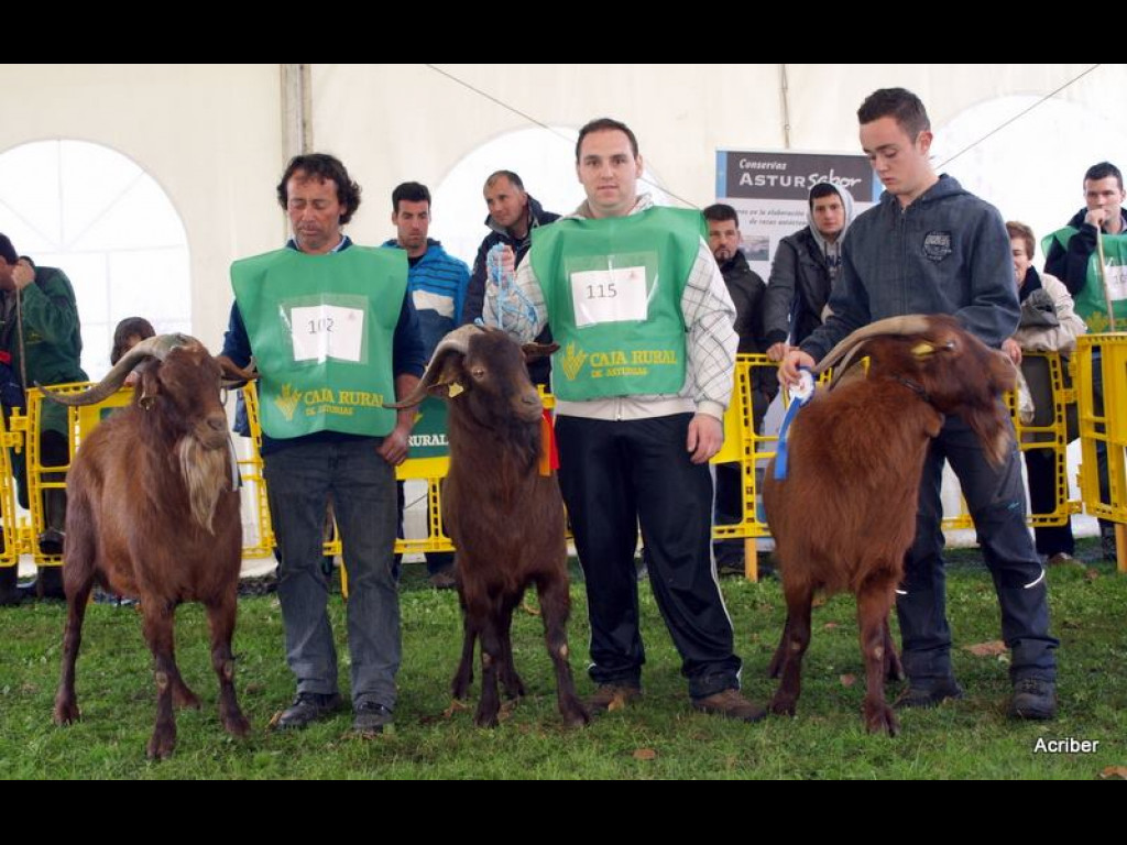 Sección 6 Castrones Intermedios - 1º MORO (Mª Amalia López) - 2º RAYAU (Angel Fd