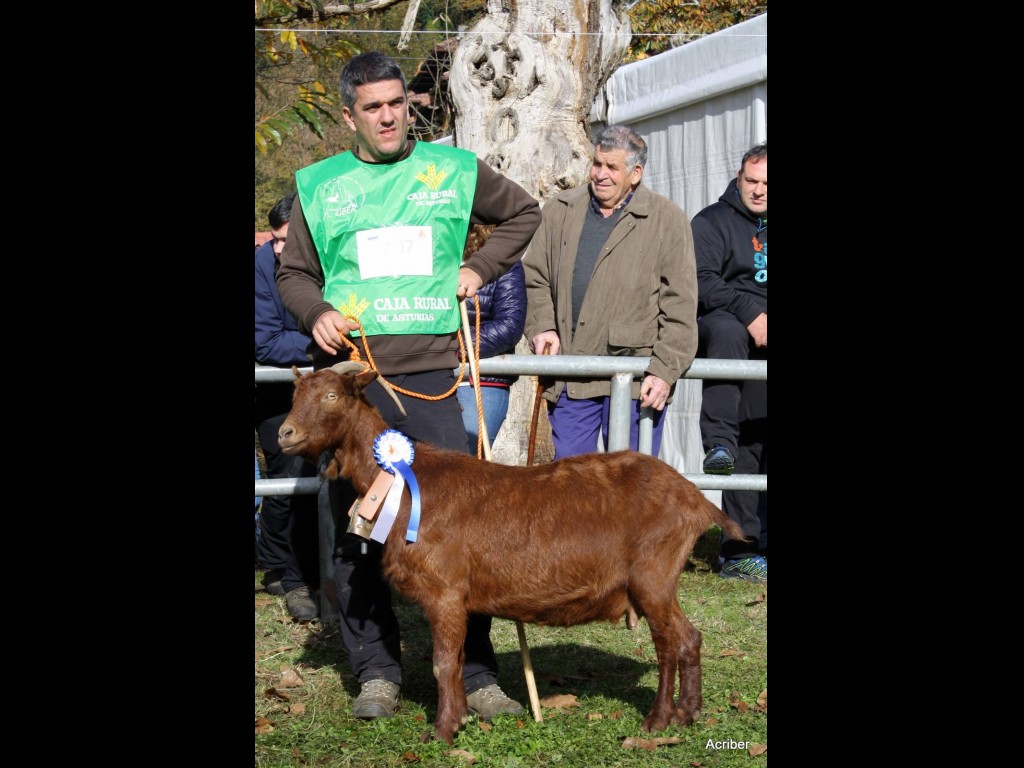 Sección 7ª Cabra Adulta - 2º puesto Lara de la Boquetina (Inmaculada Pérez Alv.)