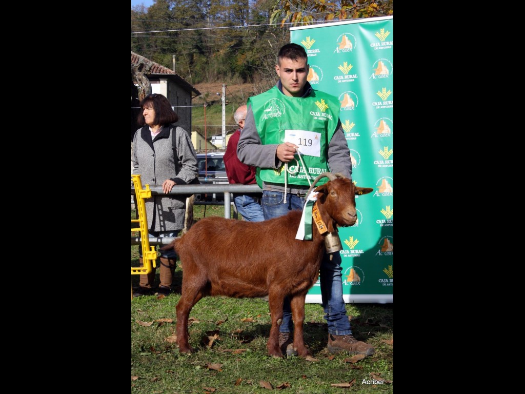 Sección 7ª Cabra Adulta - 3º puesto Pantoja de los Fuellos (Pablo Fernández Riv.