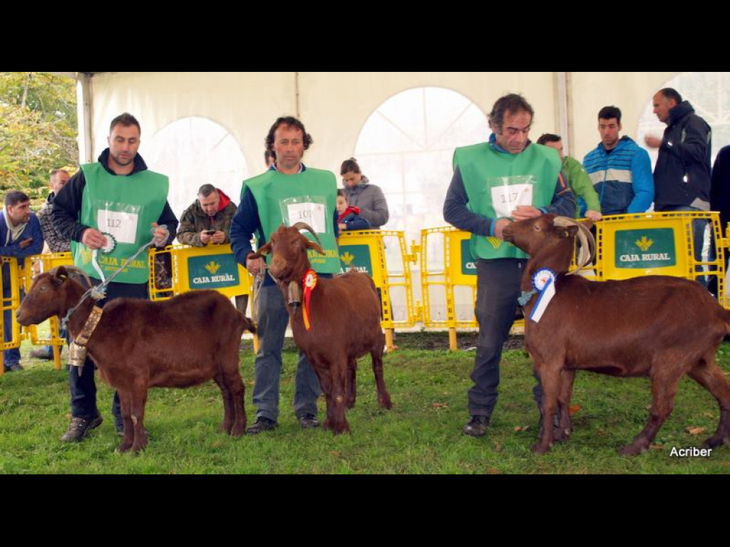 Sección 7 Cabra Adulta - 1º BRILLANTE (Angel Fdez. Muñiz) - 2º (Rubén Alvarez) -