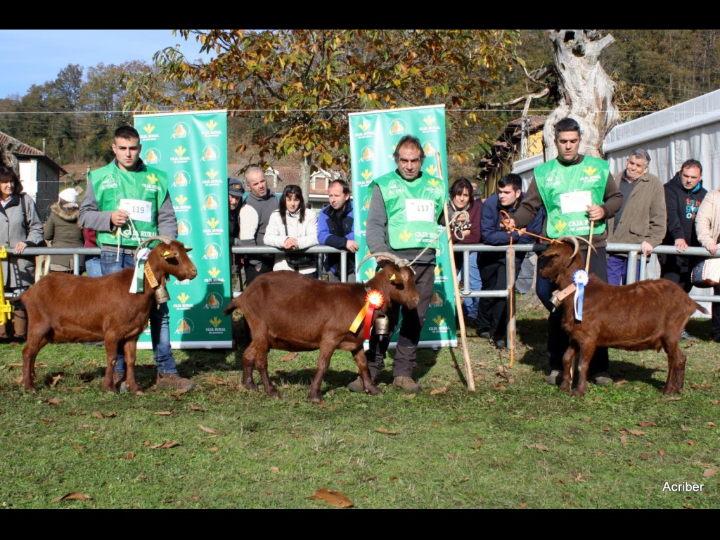 Sección 7ª Cabra Adulta - Finalistas