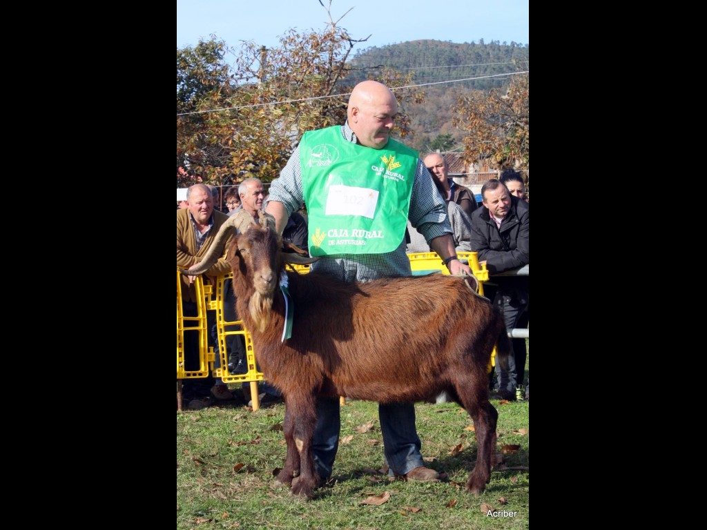 Sección 8ª Castrón Adulto - 3º puesto Petacu Valle Roncadas (Angel Fdez. Muñiz)