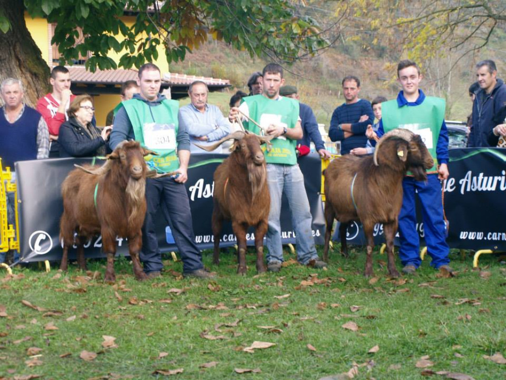 Sección 8 Castrón Adulto - 1º RAITAN (Cesaria Hevia) - 2º CAMPEON (Angel Fdez) -