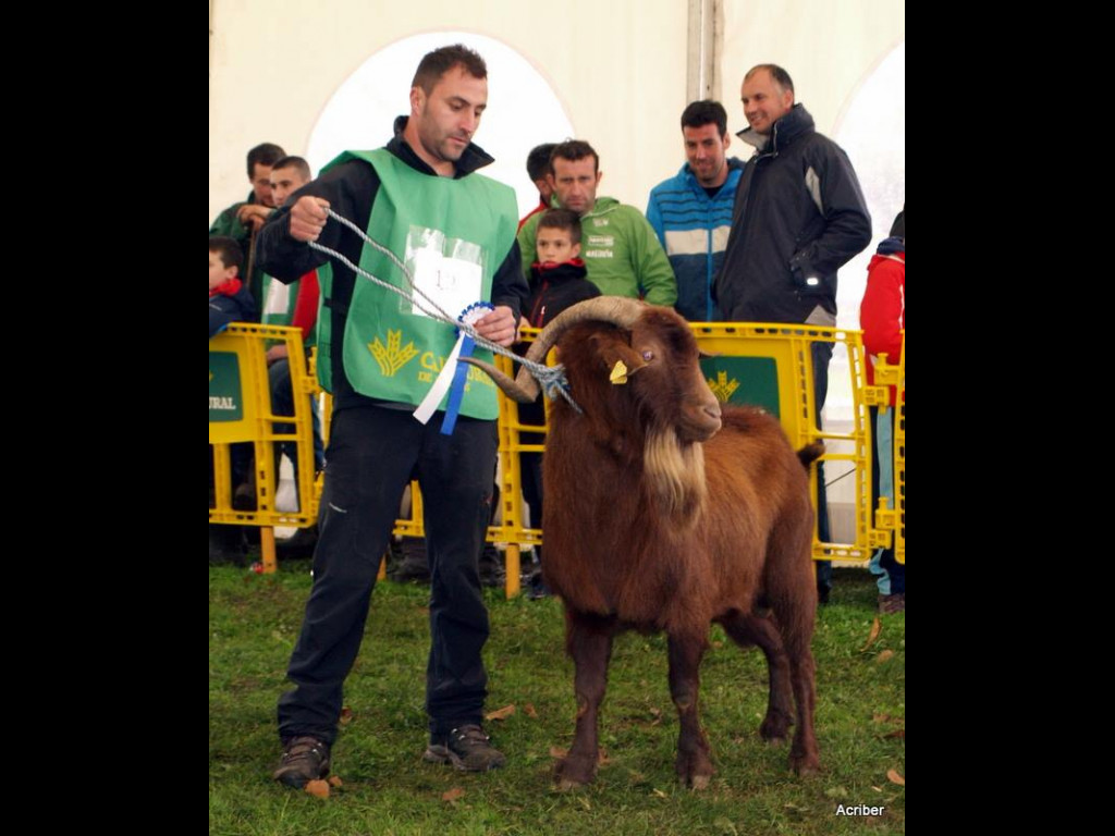 Sección 8 Castrón Adulto - 2º APOLO (José Manuel Vallina Valdés)