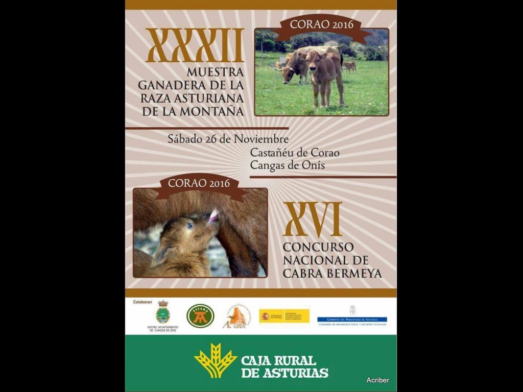 XVI Concurso Nacional Corao (Cangas) 2016