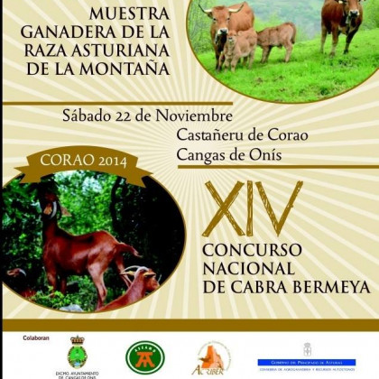 XIV Concurso Nacional Corao (Cangas de Onís) 2014