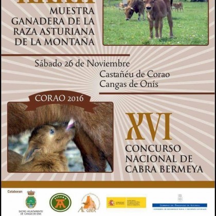 XVI Concurso Nacional Corao (Cangas de Onís) 2016