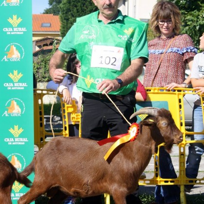 Seccion 2ª Cabritos - 1º puesto Llastima (Cesaria Hevia)