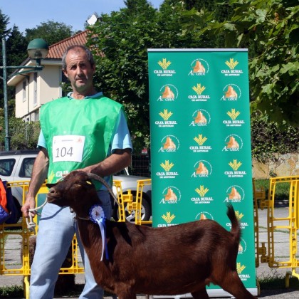 Sección 5ª Cabras - 2º puesto Rubia (Fernando Quirós)