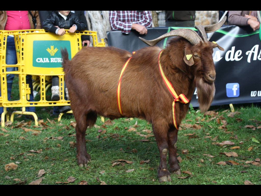 Campeón Nacional RAITAN (Cesaria Hevia)