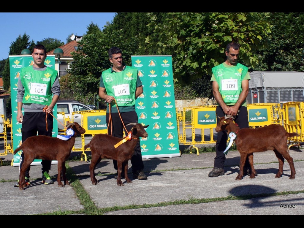 Sección 1ª Cabritas - Finalistas