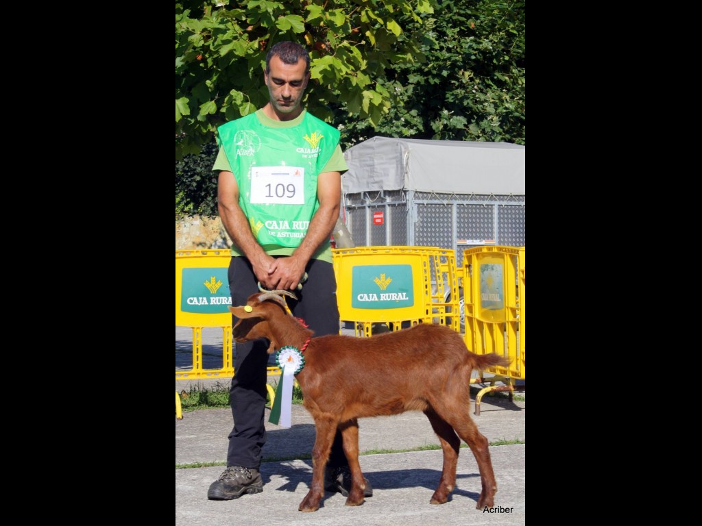 Seccion 1ª Cabritas - 3º puesto Berrona (Javier Prado Lorenzo)