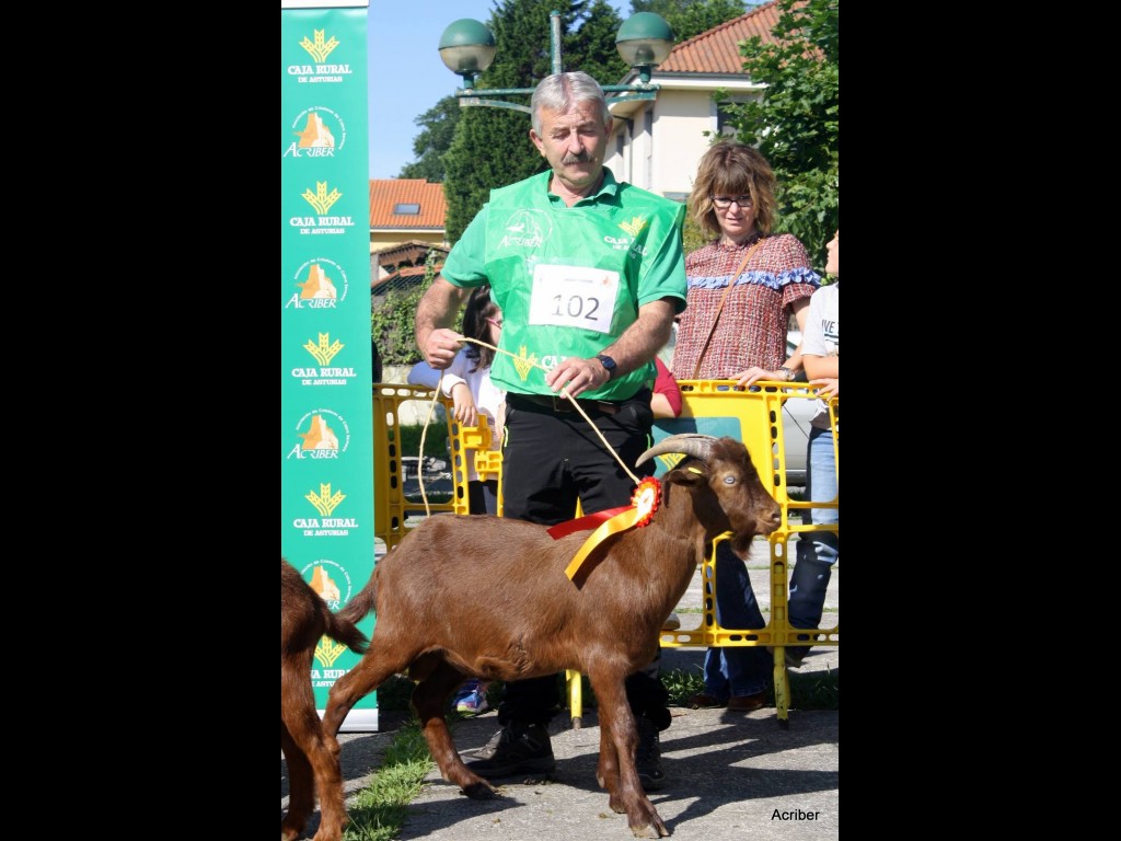 Seccion 2ª Cabritos - 1º puesto Llastima (Cesaria Hevia)