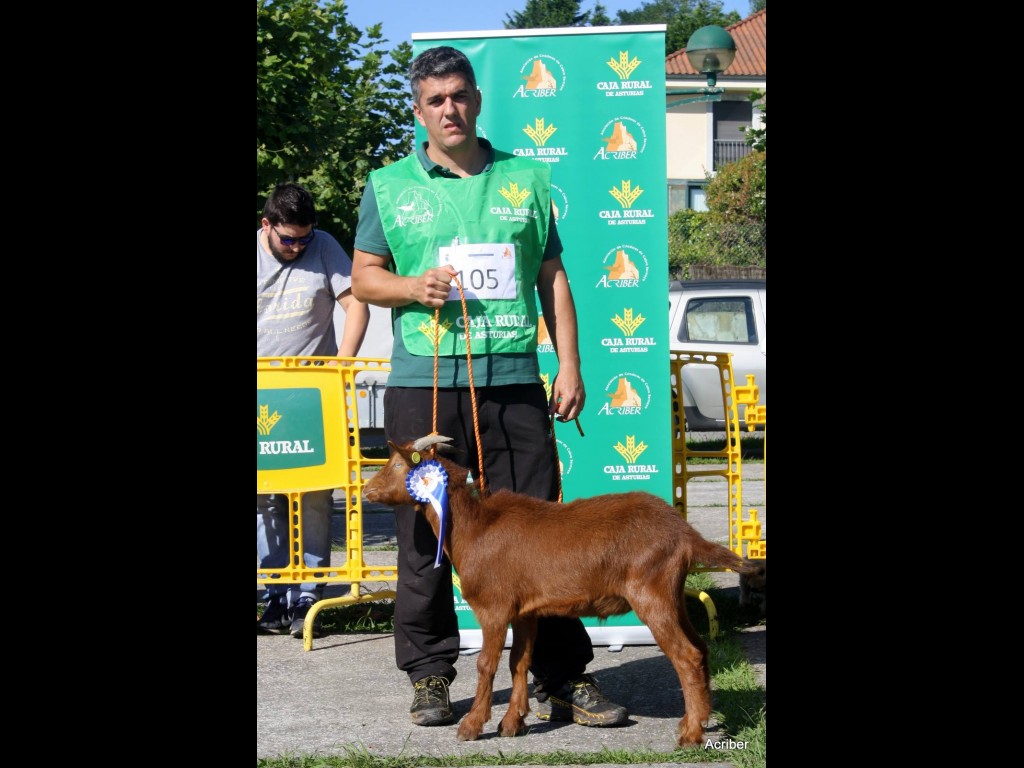 Seccion 2ª Cabritos - 2º puesto Nenu de la Boquetina (Inmaculada Pérez)