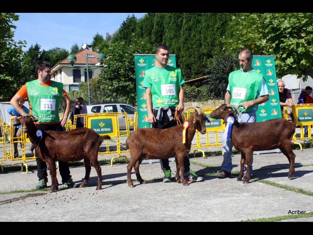Sección 5ª Cabras - Finalistas