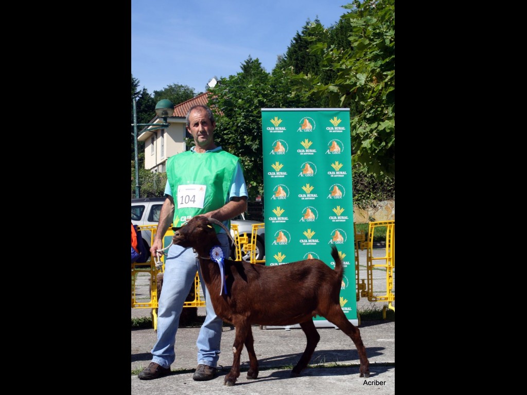 Sección 5ª Cabras - 2º puesto Rubia (Fernando Quirós)