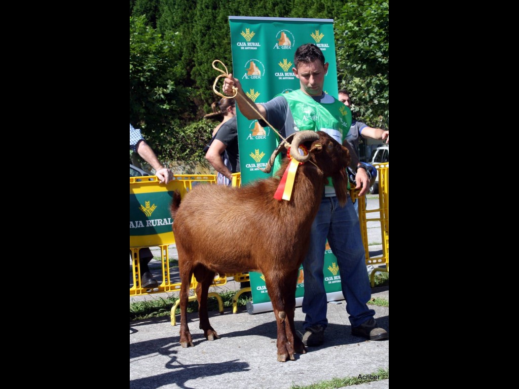 Sección 6ª Castrones - 1º puesto Panchito (Cesaria Hevia)