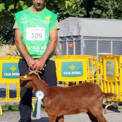 Seccion 1ª Cabritas - 3º puesto Berrona (Javier Prado Lorenzo)