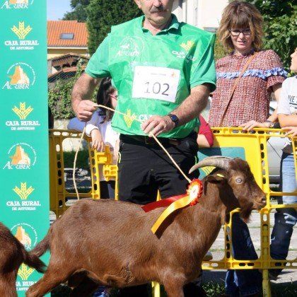 Seccion 2ª Cabritos - 1º puesto Llastima (Cesaria Hevia)