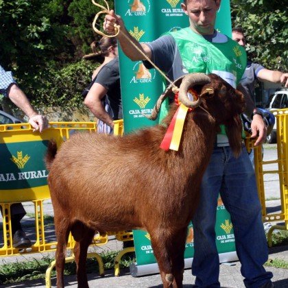 Sección 6ª Castrones - 1º puesto Panchito (Cesaria Hevia)